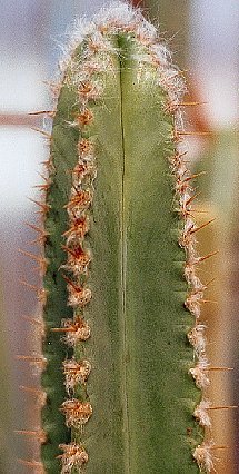 Pilosocereus_brasiliensis